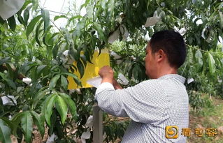 句容農民妙招頻出，綠色農產品這樣“種”成