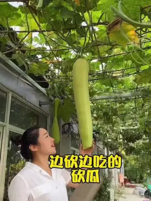 您吃過這種砍著吃的蔬菜嗎？