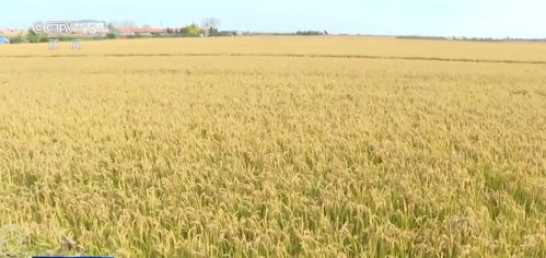 我國農業保險規模躍居全球前列，承保品種突破500個助力農業穩健發展