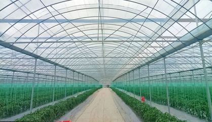 斜角村 以菜為基，以水為業，雙輪驅動助力鄉村產業振興