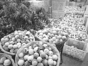 生態種養并舉，平武農產品走俏市場