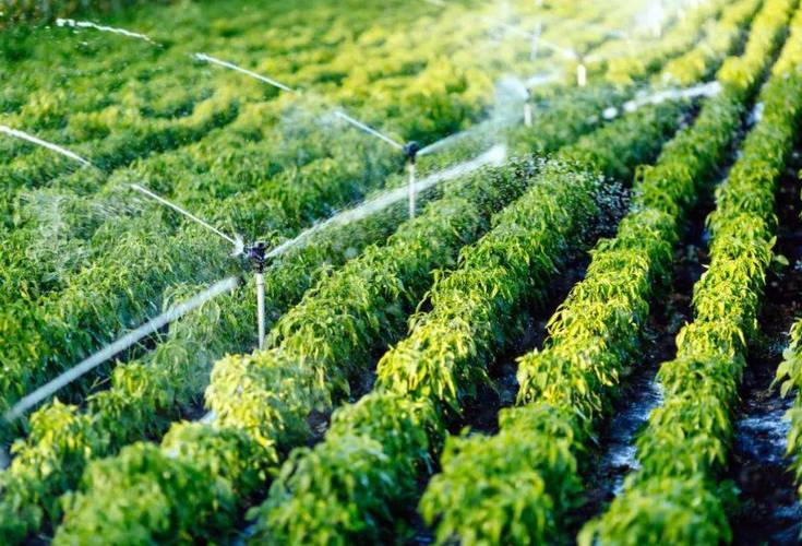 歸農商城 以庭院經濟為橋，連接家庭與市場的綠色田園